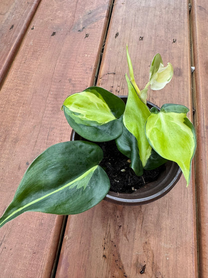 philodendron gabby in 4 inch pot with green leaves splashed in creamy white variegation
