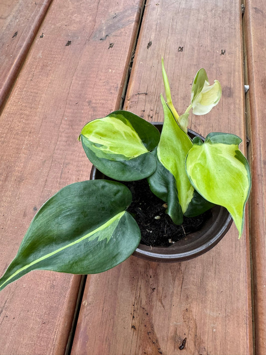 philodendron gabby in 4 inch pot with green leaves splashed in creamy white variegation