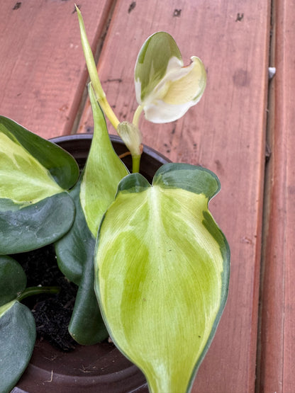 philodendron gabby in 4 inch pot with green leaves splashed in creamy white variegation