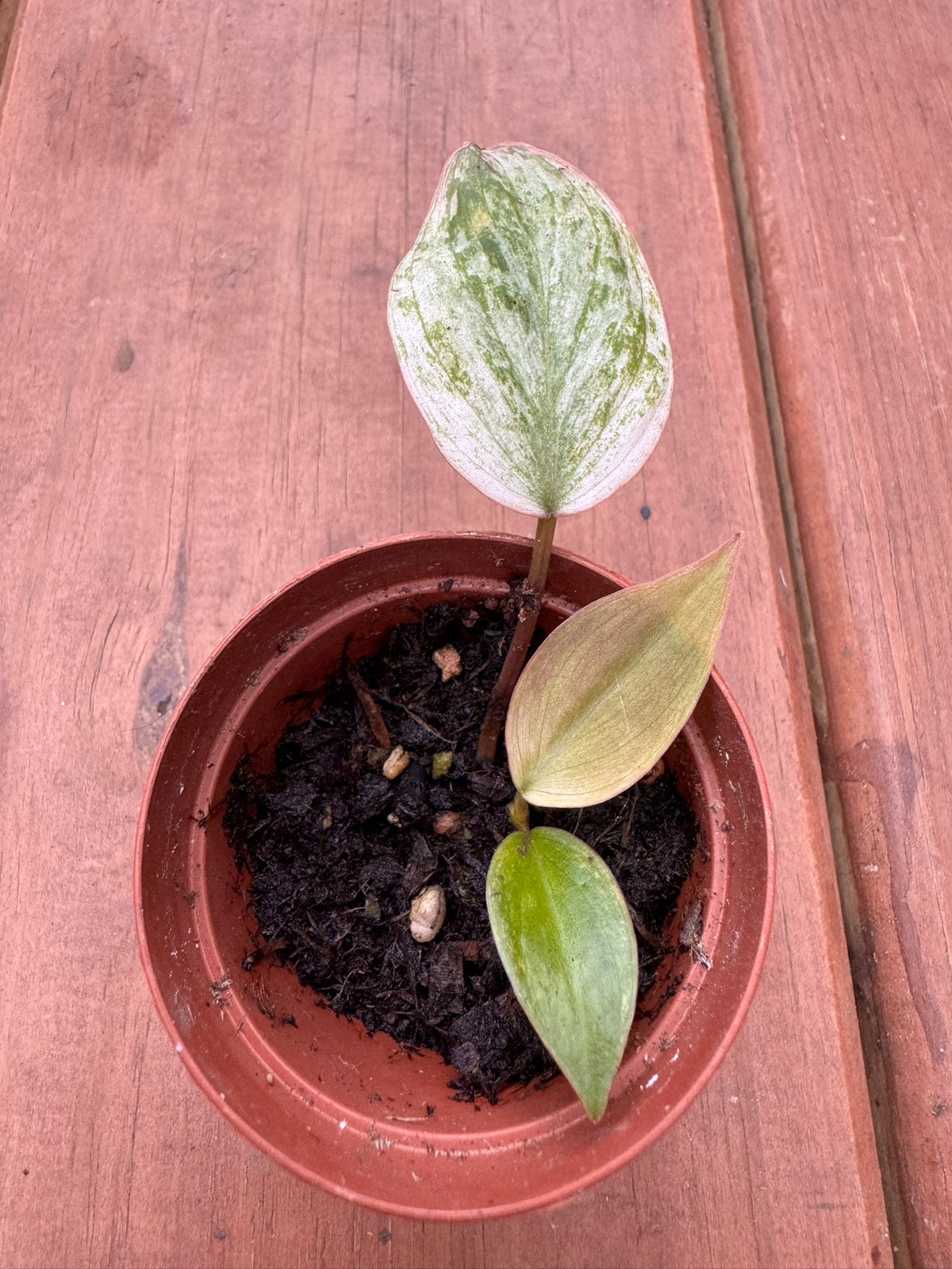 philodendron micans pink mint in 2 inch pot with pink mint and green variegated foliage