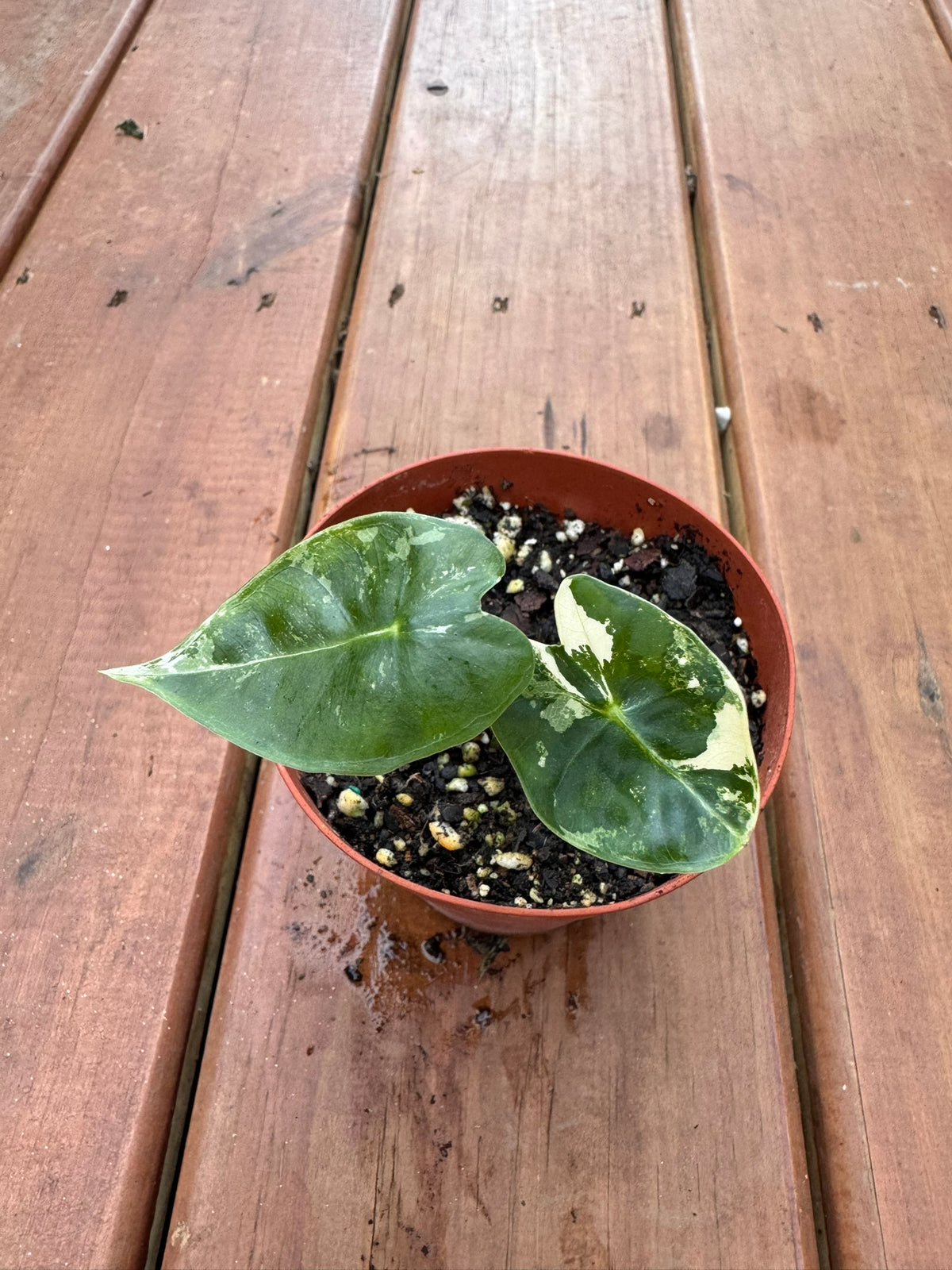 variegated alocasia frydek in 4 inch pot with velvety green and white variegated leaves