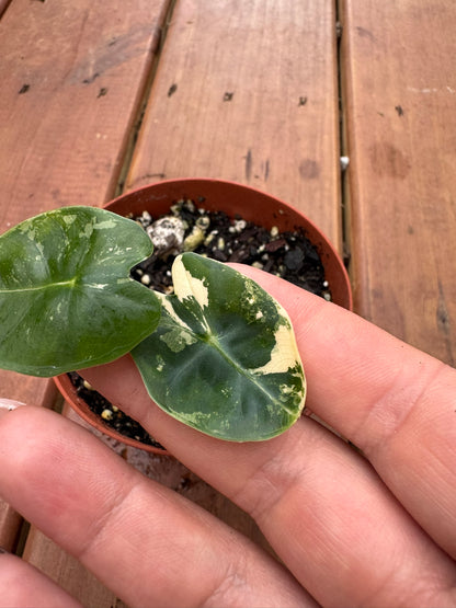 variegated alocasia frydek in 4 inch pot with velvety green and white variegated leaves