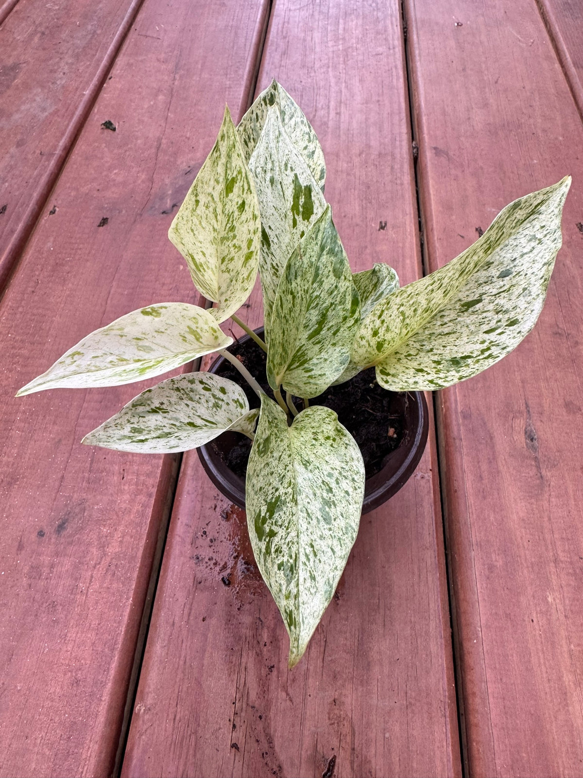 snow queen pothos in 4 inch pot with white and green marbled variegated foliage