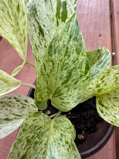 snow queen pothos in 4 inch pot with white and green marbled variegated foliage