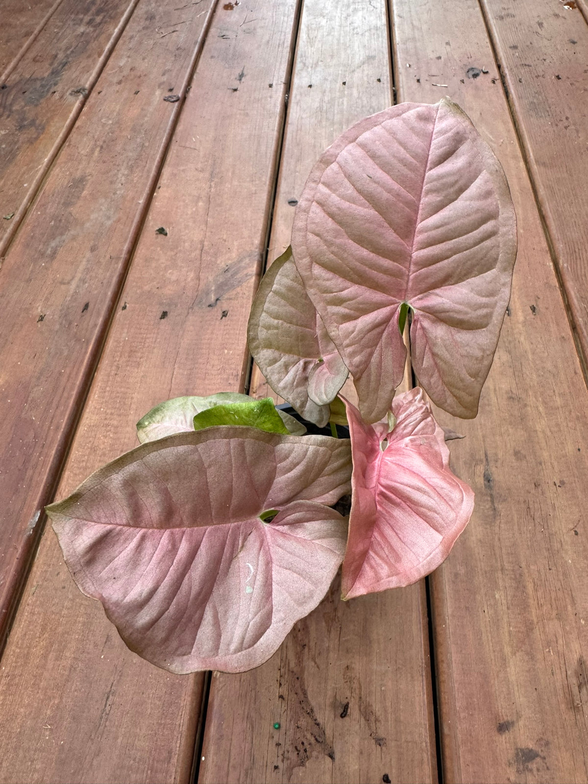 syngonium neon in 4 inch pot with soft pink arrow shaped foliage