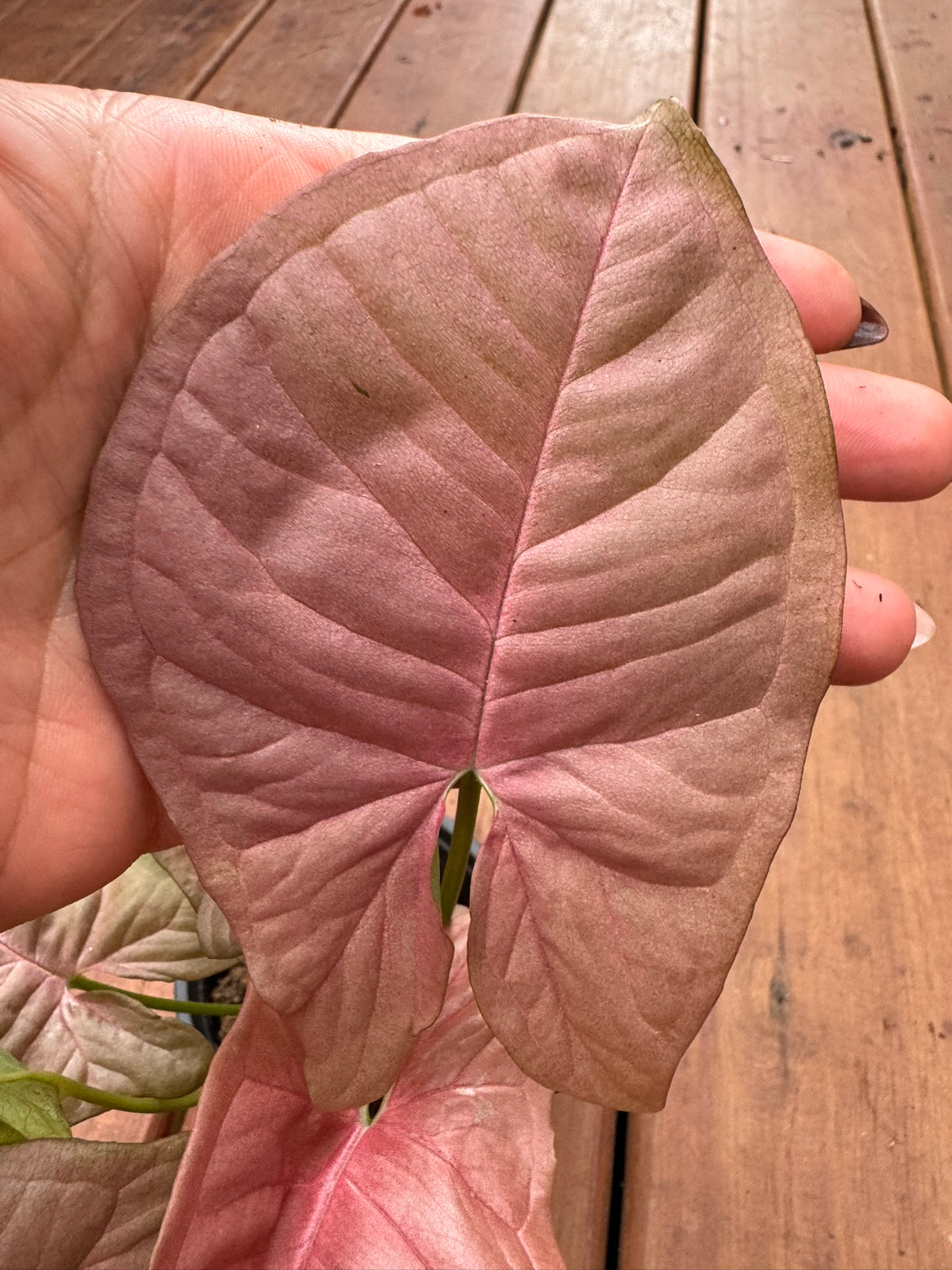 syngonium neon in 4 inch pot with soft pink arrow shaped foliage