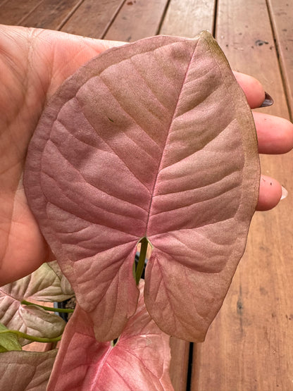 syngonium neon in 4 inch pot with soft pink arrow shaped foliage