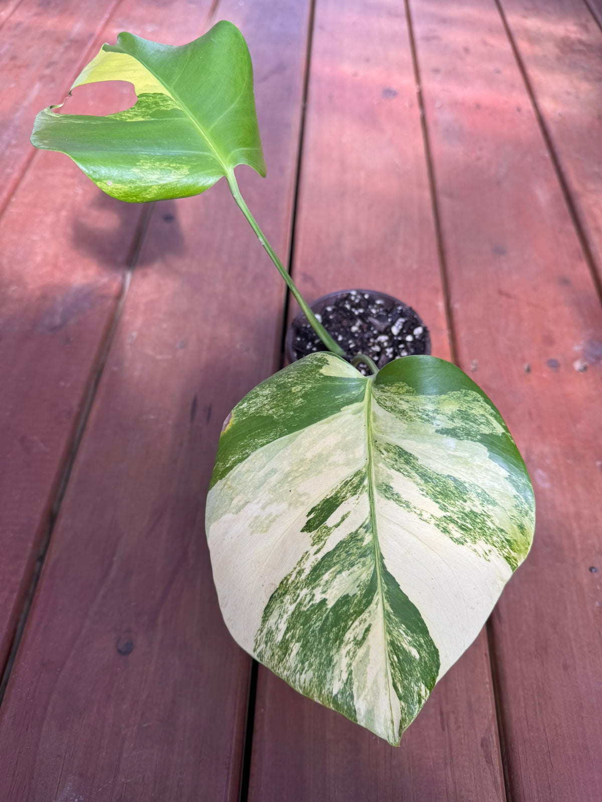 monstera aurea in 4 inch pot with yellow lime and green variegated foliage