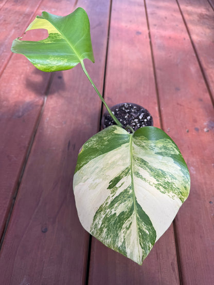 monstera aurea in 4 inch pot with yellow lime and green variegated foliage