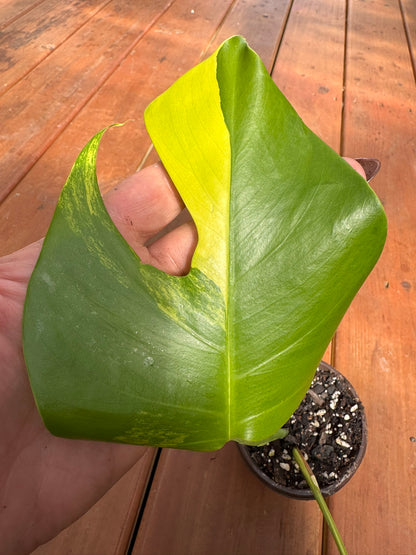 monstera aurea in 4 inch pot with yellow lime and green variegated foliage