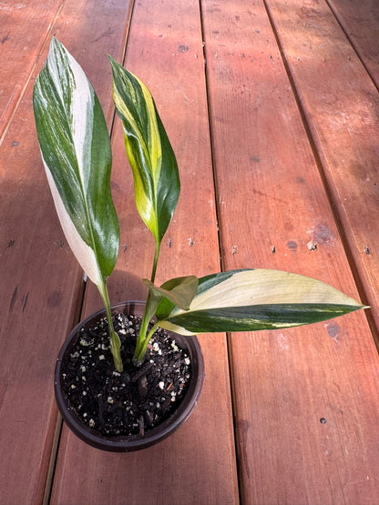 variegated silver streak pothos in 4 inch pot with green silver and cream variegated foliage