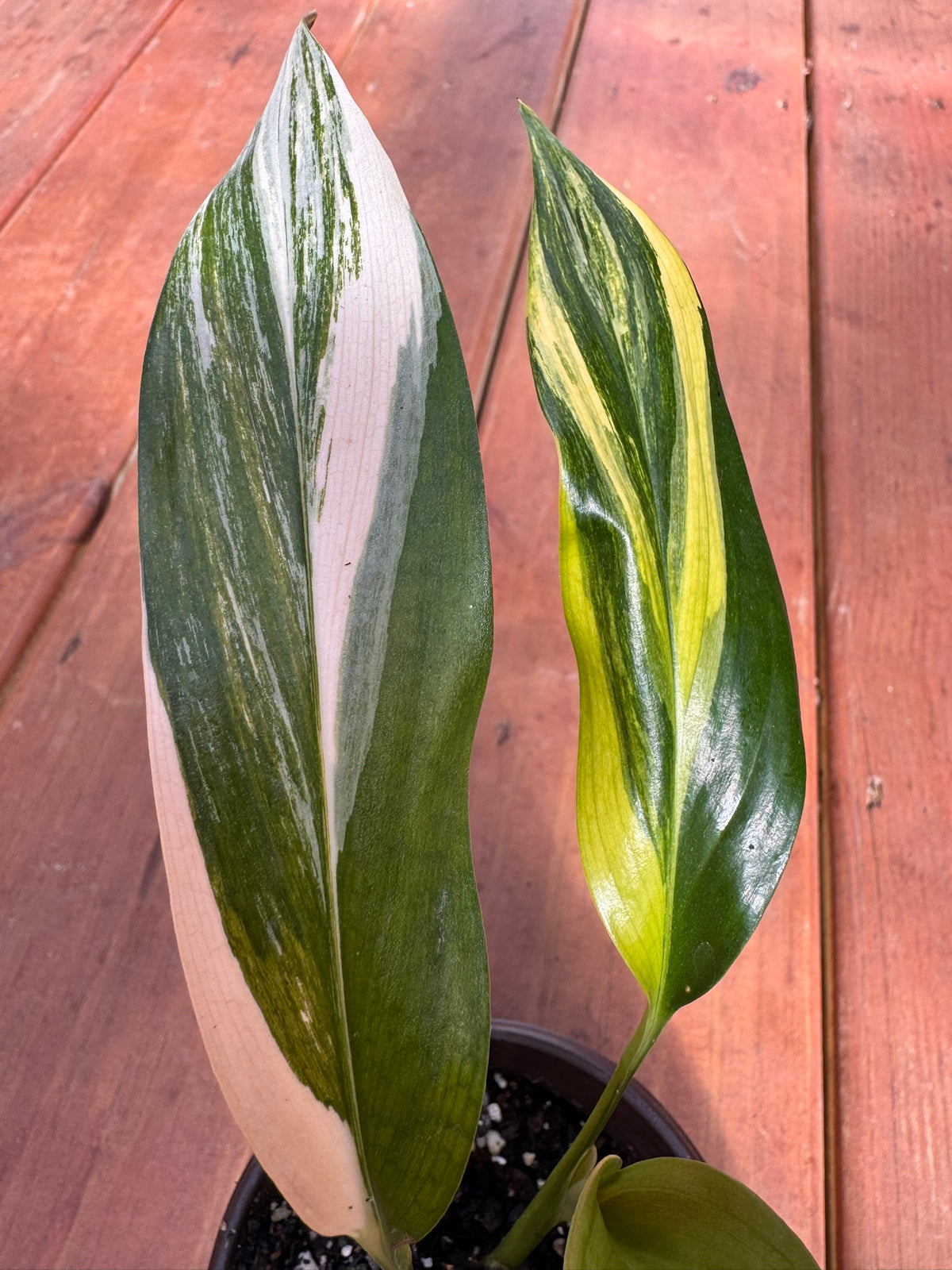 variegated silver streak pothos in 4 inch pot with green silver and cream variegated foliage