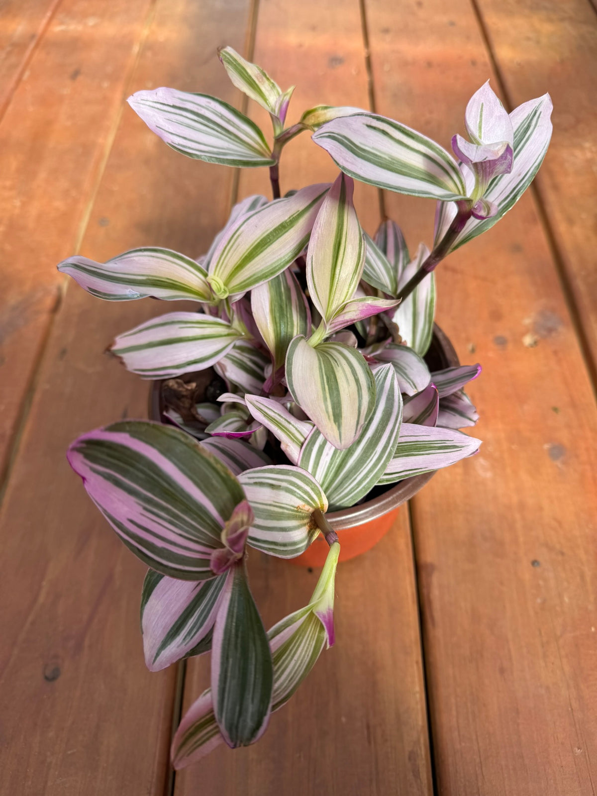tradescantia nanouk in 6 inch pot with pink purple cream and green striped foliage