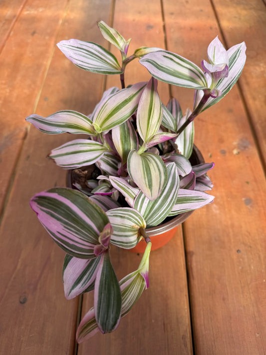 tradescantia nanouk in 6 inch pot with pink purple cream and green striped foliage
