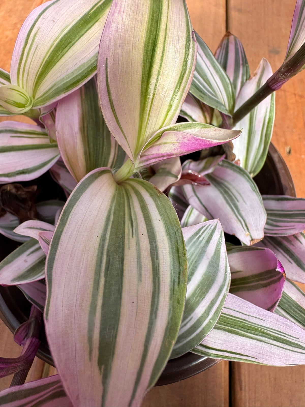 tradescantia nanouk in 6 inch pot with pink purple cream and green striped foliage