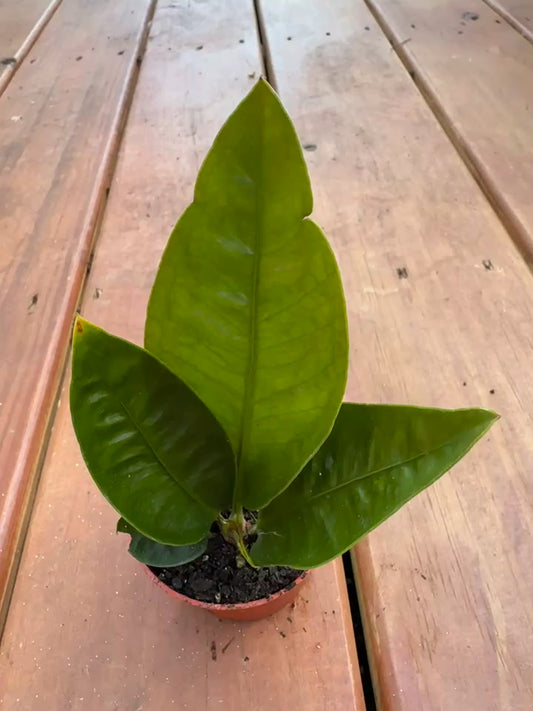 3" Anthurium Superbum